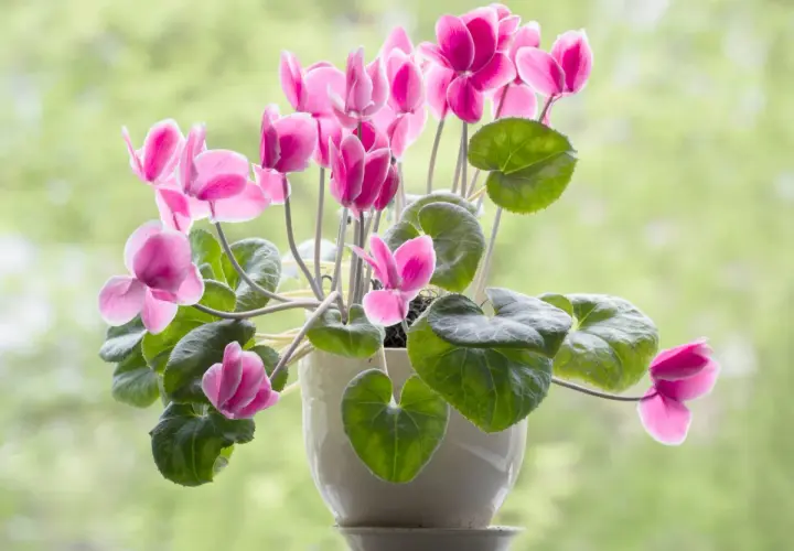Plantas de interior con flor, un ciclamen rosa vibrante florece en una maceta blanca, sus pétalos delicados contrastan con las hojas verdes.