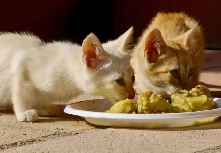 Two kittens, one white and one ginger, curiously investigate a plate of mashed potatoes, raising the question: can cats eat potatoes?