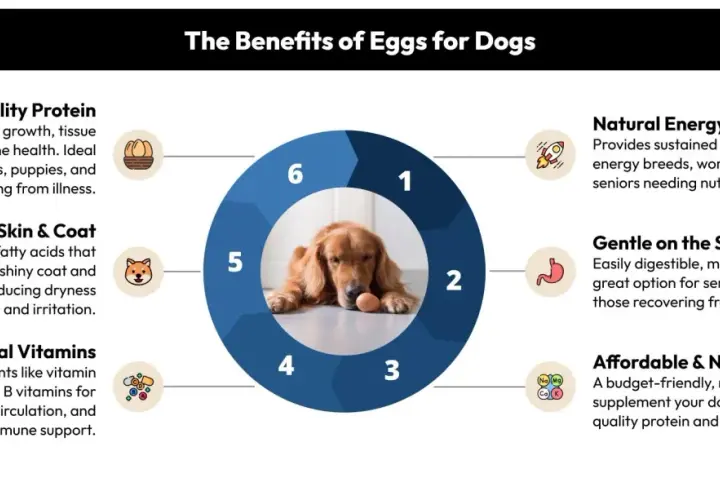 A Golden Retriever lies with an egg, illustrating the benefits of eggs for dogs, including protein, vitamins, and energy.