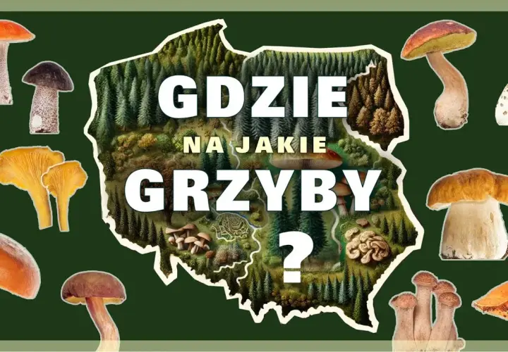 Gdzie na grzyby z noclegiem? Sprawdzone miejsca i udogodnienia