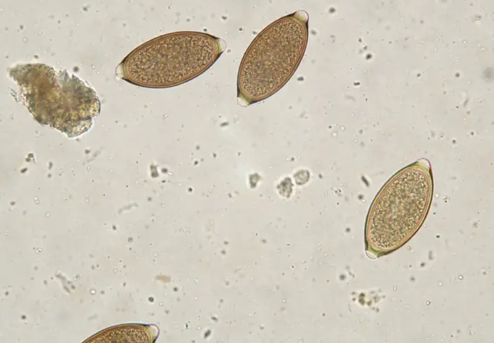 Białe kropki w kale psa: przyczyny i skuteczne metody leczenia