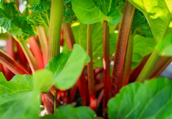 Gros plan sur un pied de rhubarbe, ses tiges rouges et vertes promettent une tarte savoureuse.