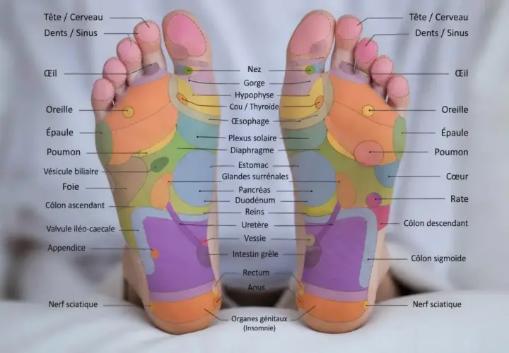 Carte des zones réflexes du pied. Découvrez qu'est ce que la réflexologie plantaire et ses bienfaits pour le corps.