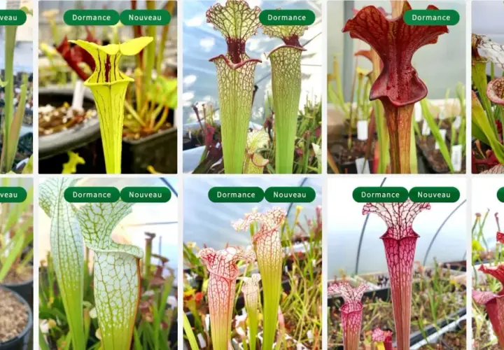 Collection de Sarracenia, plantes carnivores aux formes variées. L'entretien de ces beautés est simple, même en dormance.