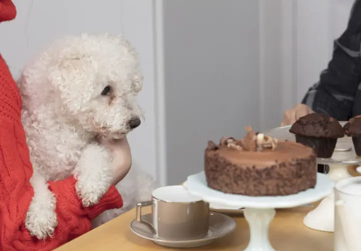 A fluffy white dog looks longingly at a chocolate cake, making one wonder, "can dogs eat chocolate?
