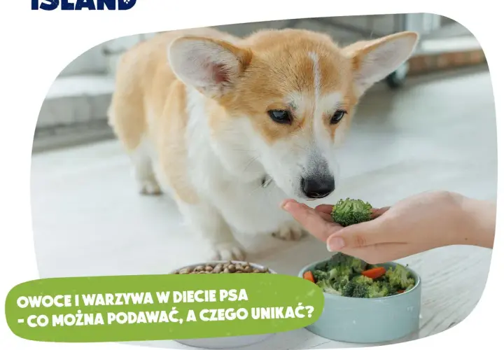 Kiedy szczeniak może jeść owoce? Bezpieczne smaki dla pupila