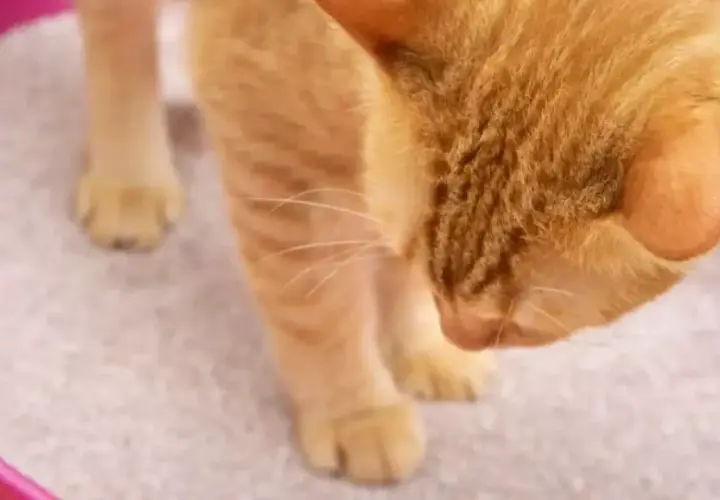 Gato naranja curioso olisquea la arena de su caja, ¿será que mi gato se come la arena?