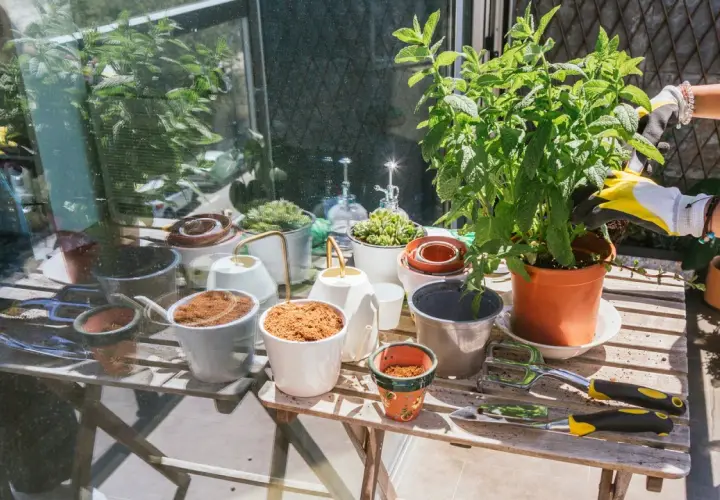 En person med gula handskar planterar en grön växt i en kruka. Bordet är fullt av krukor, jord och trädgårdsredskap.