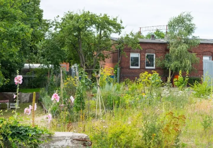 Un giardino rigoglioso e selvaggio, dove si può lasciare un terreno incolto per far prosperare fiori e piante spontanee, con una casa in mattoni sullo sfondo.
