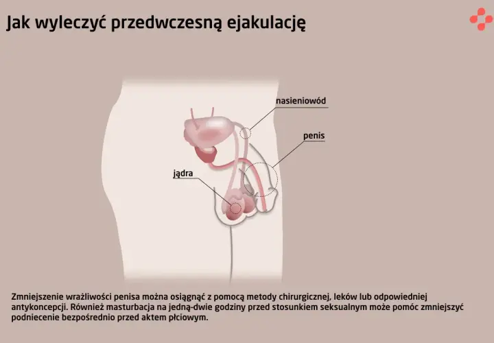 Anatomia układu rozrodczego męskiego, ilustracja wyjaśniająca, jak można zaradzić niespodziewany wytrysk.