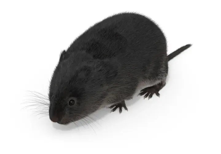 En liten, mörk pälsig varelse, en svart sork, tittar fram med sina långa morrhår.