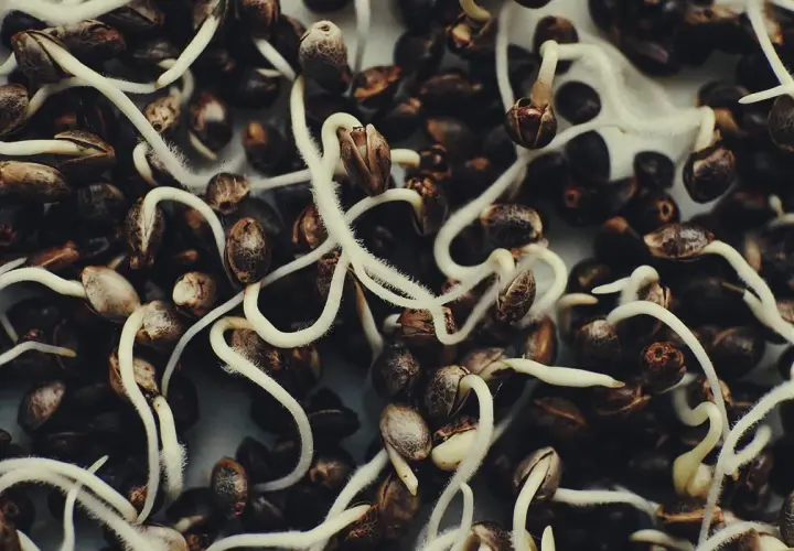 Semi di autofiorenti in germinazione, con radici bianche che emergono dai gusci scuri, pronti a dare vita a nuove piante.