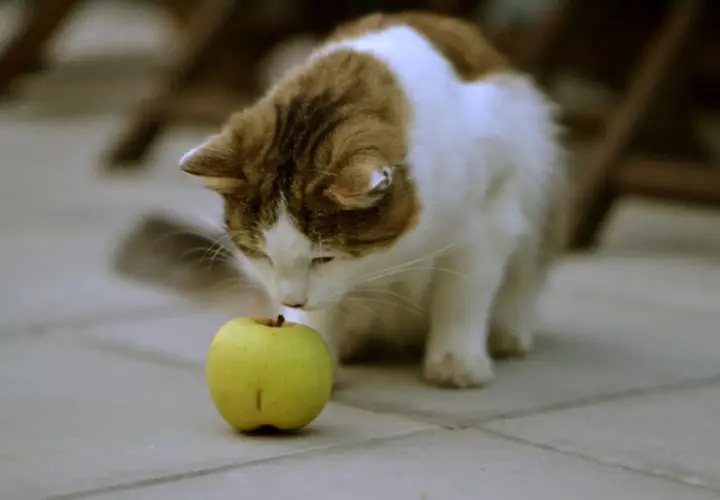 Un gato curioso olfatea una manzana verde, explorando si los gatos pueden comer manzana.