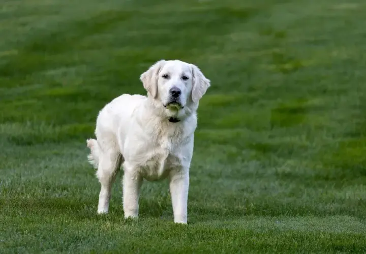 Golden Retriever: Ile żyją? Wydłuż życie psa!