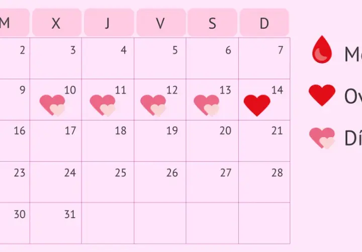 Calendario muestra menstruación (gota roja), ovulación (corazón rojo) el día 14, y días fértiles (corazones rosas) del 10 al 15.