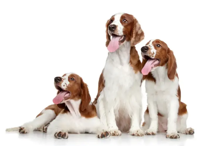 Drei freundliche Spaniel-Rassen mit roten und weißen Fellmustern sitzen und liegen vor weißem Hintergrund, ihre Zungen hängen heraus.