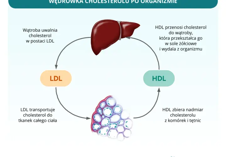 Cholesterol HDL/LDL: Oblicz i zinterpretuj wskaźniki ryzyka
