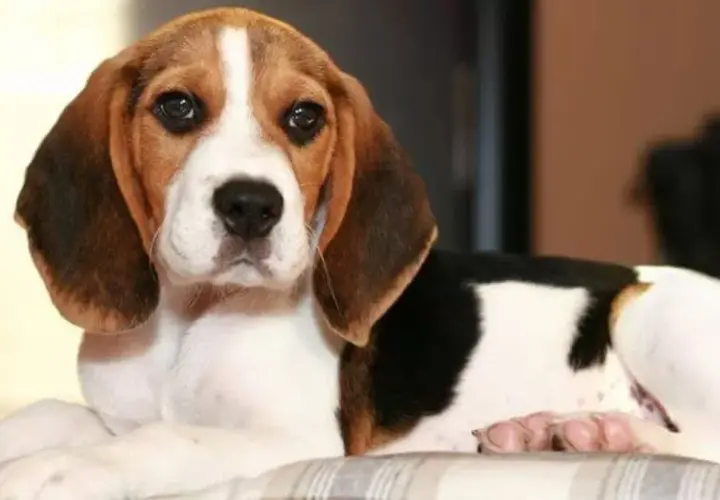 Jak tresować beagle'a? Sprawdzone metody i porady eksperta