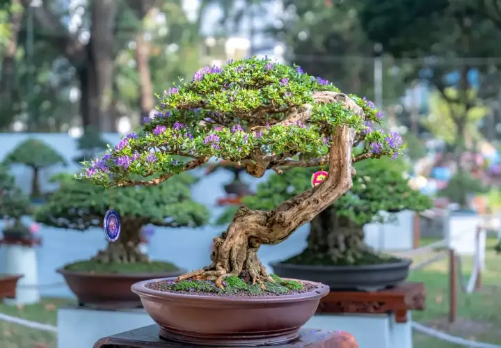 Magnifique arbre nain d'origine asiatique, orné de petites fleurs violettes et de décorations suspendues, dans un pot en terre cuite.
