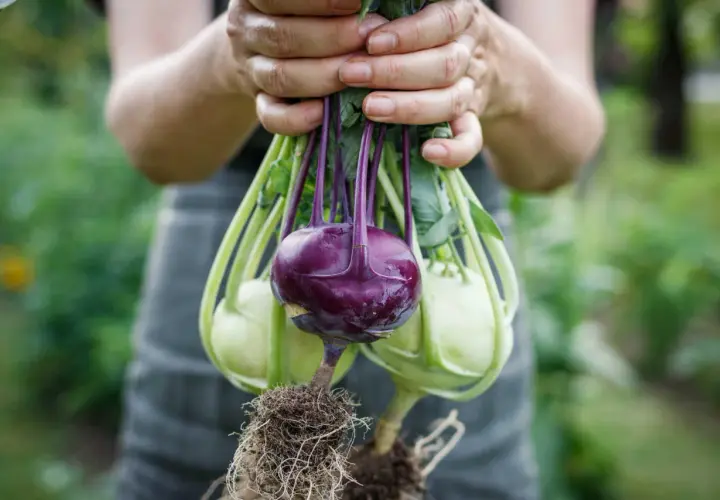 Hände halten frisch geerntete Kohlrabi-Pflanzen mit Wurzeln. Eine dunkelviolette Kohlrabi sticht hervor, umgeben von hellgrünen Exemplaren.