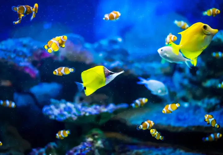 Kolorowe ryby błazenki i żółta ryba w akwarium w Oceanarium Rewal.