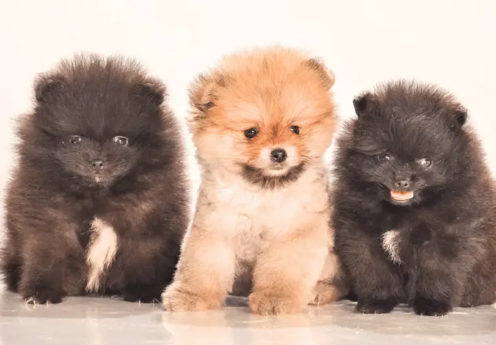 Trzy puszyste szczenięta rasy pomeranian siedzące obok siebie, dwa czarne i jedno rude.