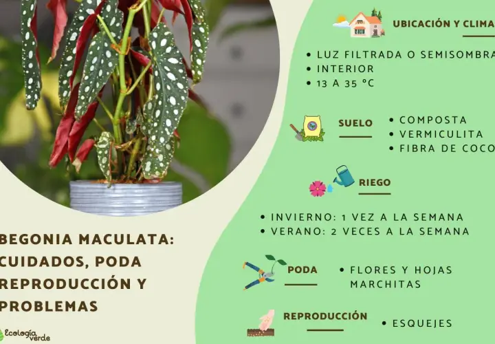 Begonia maculata: cuidados, poda y reproducción. Luz filtrada, interior, riego y suelo ideal para esta planta.