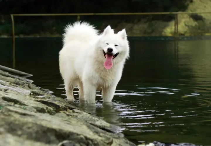Uśmiechnięty samojed biały puchaty pies stoi w wodzie, ciesząc się letnim dniem.