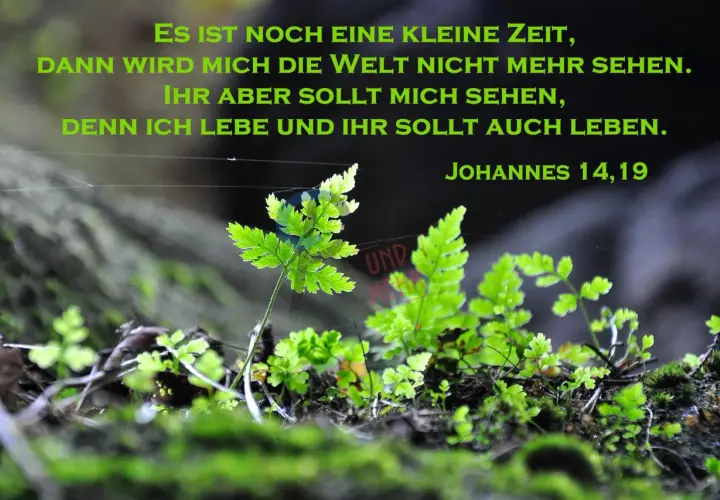 Grüne Farne wachsen im Moos. Ein Zitat sagt: "Denn ich lebe und ihr sollt auch leben.