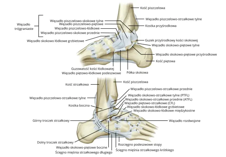 Anatomia stawu skokowego z zaznaczonymi więzadłami. Ból kostki po zewnętrznej stronie może być związany z uszkodzeniem więzadła skokowo-strzałkowego przedniego (ATFL).