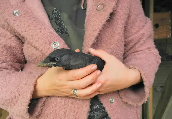 Ein Mensch hält einen jungen Dohlenvogel in seinen Händen. Der Vogel ist schwarz mit blauen Augen und einem spitzen Schnabel.