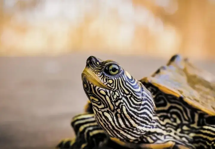 Primer plano de una tortuga de espolones con su cabeza y caparazón detallados, mostrando sus patrones únicos.