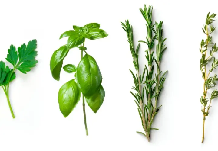 Ramitas de perejil, albahaca italiana, romero y tomillo sobre fondo blanco.