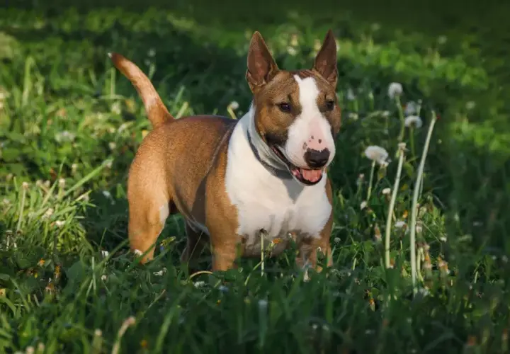 Ein braun-weißer Miniatur Bullterrier steht fröhlich im grünen Gras, die Ohren aufgestellt, bereit für Abenteuer.