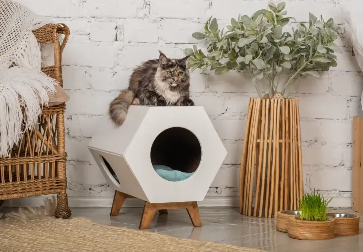 Gato atigrado sobre una casa hexagonal blanca, parte de un enriquecimiento ambiental para gatos. A su lado, una silla de mimbre y una planta decorativa.