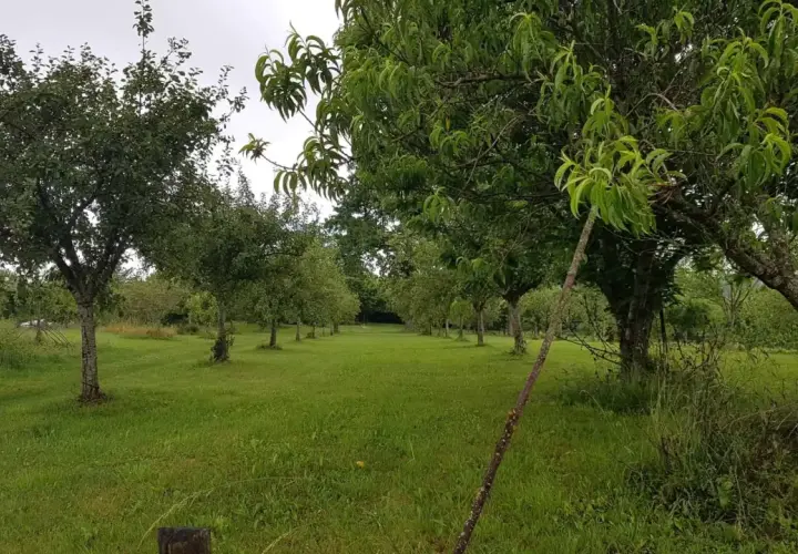 Un verger verdoyant avec plusieurs rangées d'arbres fruitiers. On peut se demander combien d'arbres fruitiers pour 1000 m2 pour un tel espace.