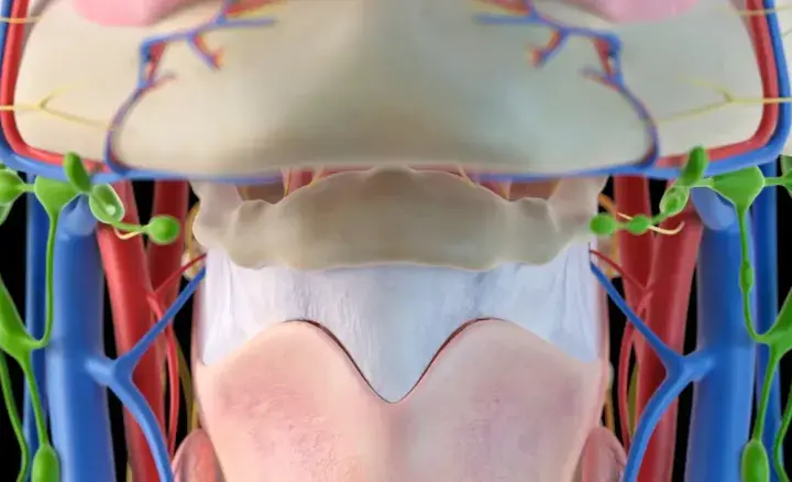 Anatomia szyi: widoczne naczynia krwionośne, limfatyczne i mięśnie gnykowe.