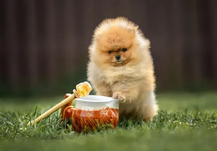 Puszysty szczeniak pomeranian próbuje sięgnąć do dzbanka z miodem. Czyżby czekał go słodki poczęstunek?