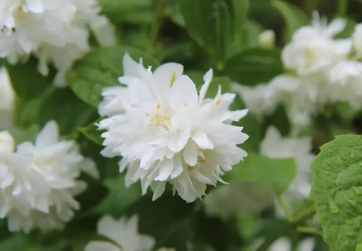 Gros plan sur une fleur de seringat double, ses pétales blancs délicats et ses étamines jaunes. Une taille de seringat bien entretenue.