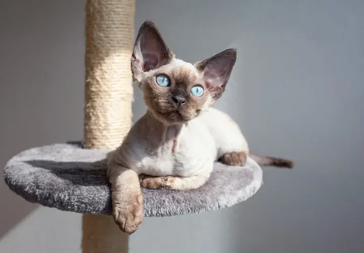 Standard oceny kotów Devon Rex: kluczowe cechy i punkty scoringowe