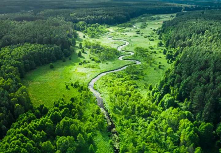 Malowniczy, kręty strumień przecina bujny, zielony **woodland**.