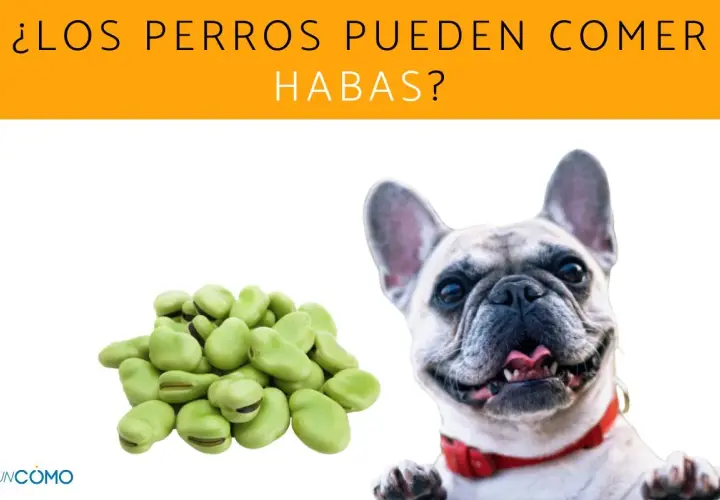 Un bulldog francés sonriente mira un montón de habas, preguntándose si los perros pueden comer habas.