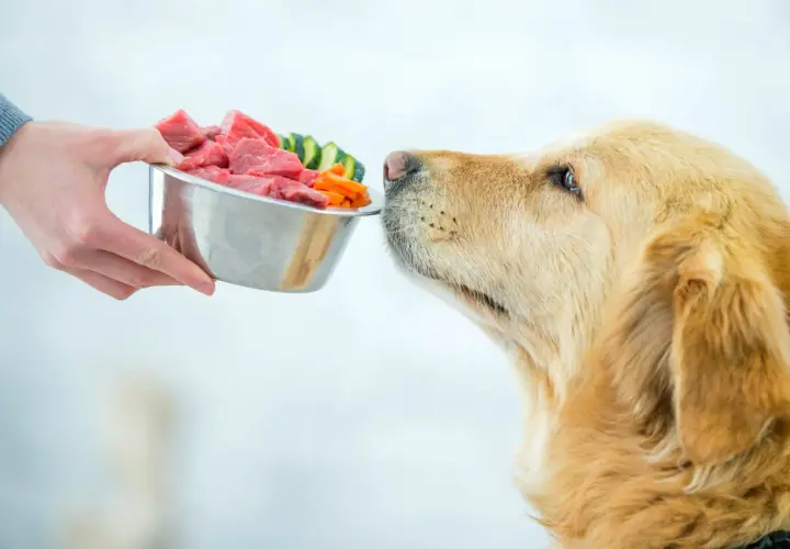 Ein Hund schaut sehnsüchtig auf eine Schüssel mit rohem Fleisch und Gemüse. Er kann es kaum erwarten, zu essen.