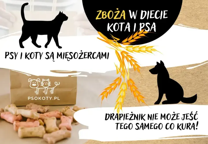 Psy i koty są mięsożercami. Czy kot może jeść psią karmę? Drapieznik nie może jeść tego samego co kura!