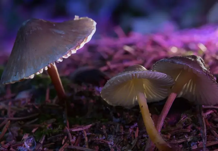 Grzyby Halucynogenne na Allegro? Prawo, Ryzyko i Prawda