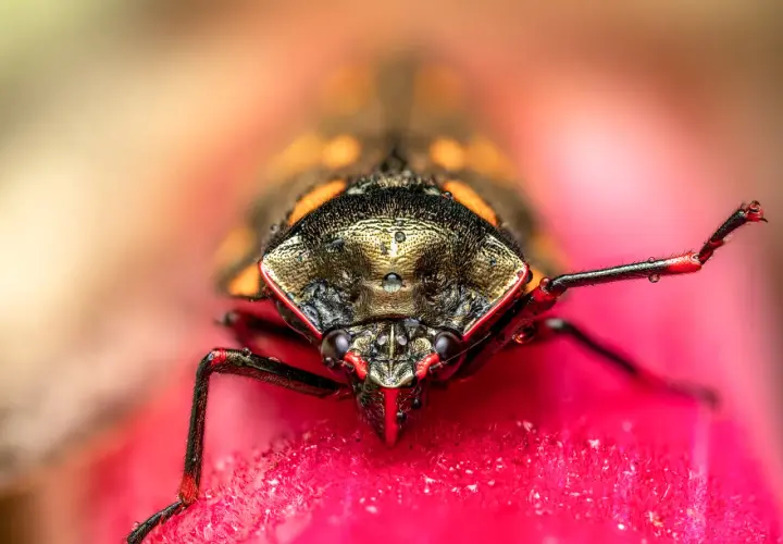 Niesamowite makro: to pluskwiak z kroplami rosy na pancerzu, siedzący na różowym kwiecie.