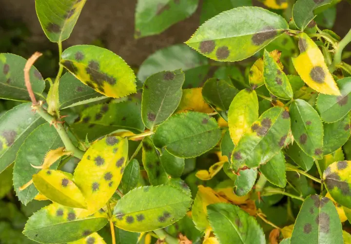 Foglie di rosa con macchie scure e gialle, indicative di malattie delle rose.