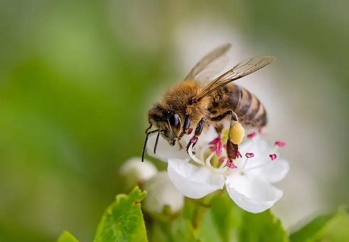 Una mosca ape, con le ali trasparenti e il corpo striato, si posa su un fiore bianco, raccogliendo polline.