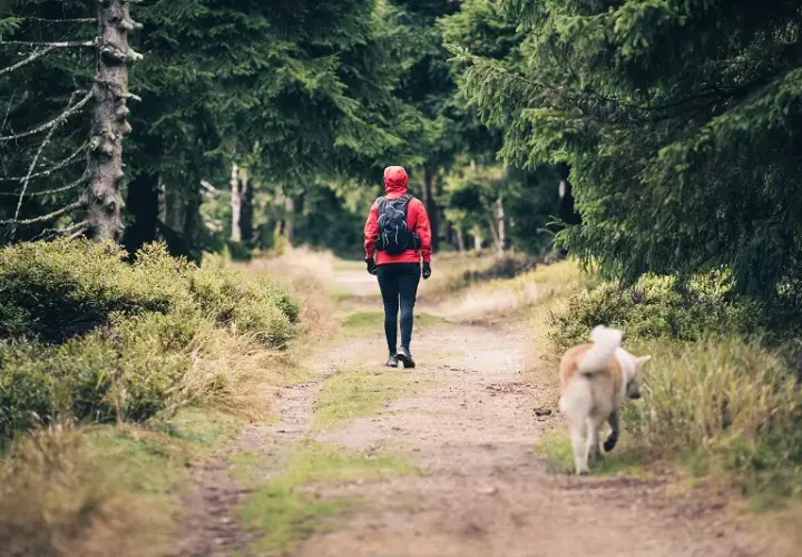 Gdzie z psem w góry Zakopane - najlepsze trasy i ważne zasady