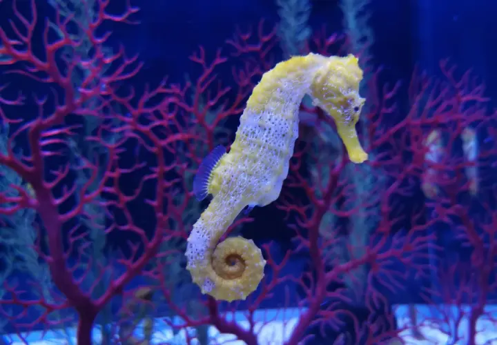 Un caballito de mar gigante, de color amarillo pálido, se enrosca entre corales rojos y algas verdes en un acuario azul.